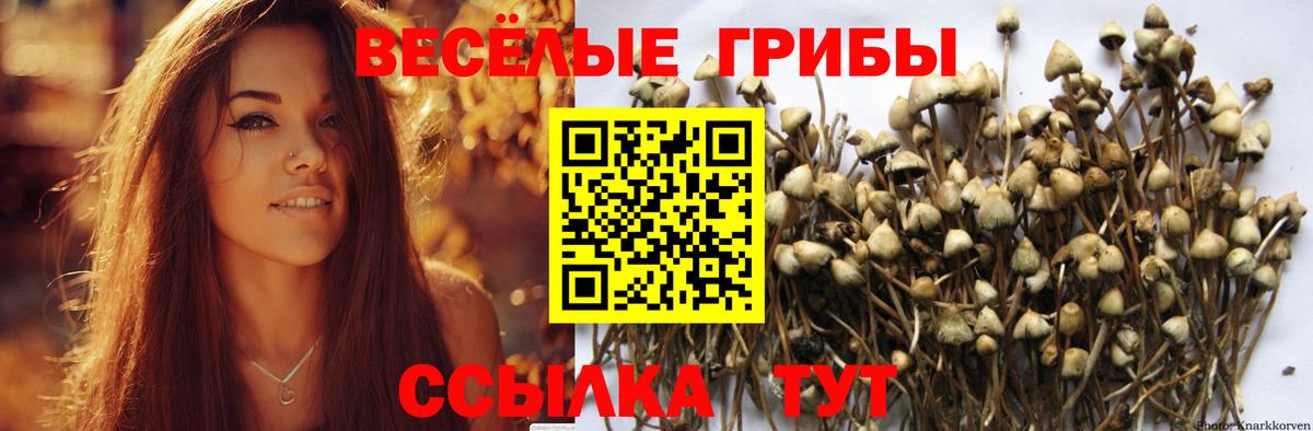 закладка  Вход с VPN  Новокузнецк  Галлюциногенные грибы Psilocybe 